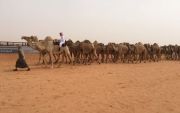 صور من حفل مالك الأبل نافع بن غالب ابو عشاير الفريدي في صياهد رماح بمناسبة مشاركته في جائزة الملك عبدالعزيز لمزاين الأبل فئة 50 شعل لهذا العام 1438 هـ .. فالك التوفيق